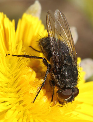 Pollenia-spec