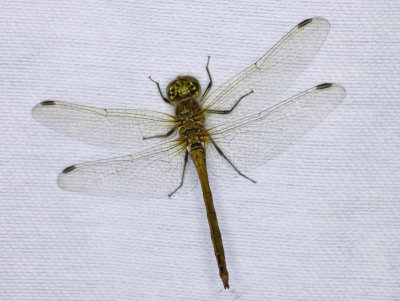 Sympetrum vulgatum (Linnaeus, 1758)