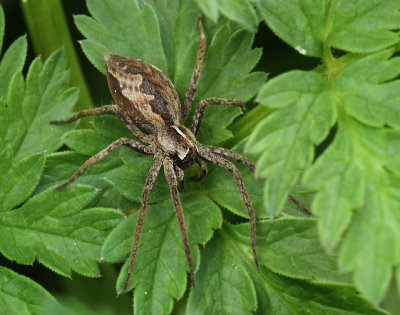 Pisaura mirabilis (Clerck, 1757)