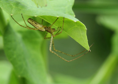 Tetragnatha-spec