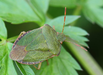 Palomena prasina (Linnaeus, 1761)