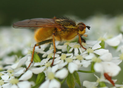 Scathophaga stercoraria (Linnaeus, 1758)