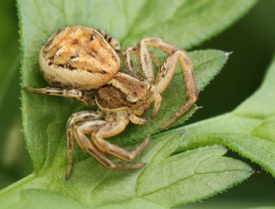 Xysticus-spec