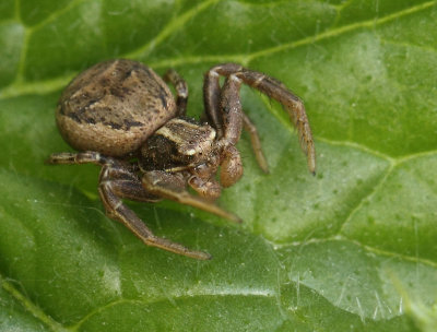 Xysticus-spec