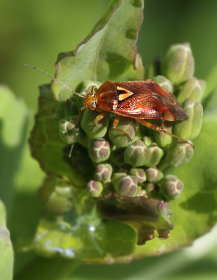Lygus pratensis (Linnaeus, 1758)