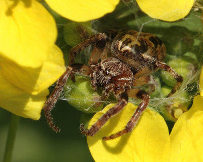 Larinioides cornutus (Clerck, 1757)