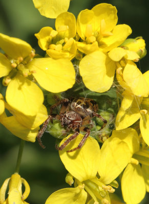 Larinioides cornutus (Clerck, 1757)