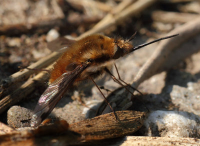 Bombylius major (Linnaeus, 1758)