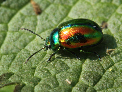 Chrysolina fastuosa (Scopoli, 1763)