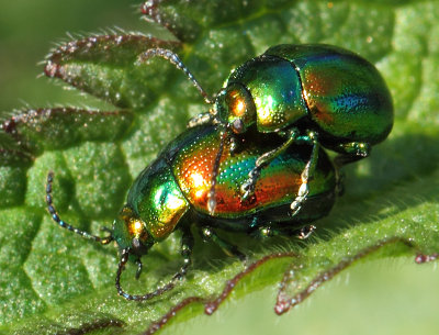 Chrysolina fastuosa (Scopoli, 1763)