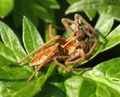 Pisaura mirabilis (Clerck, 1757)