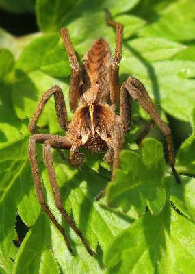 Pisaura mirabilis (Clerck, 1757)