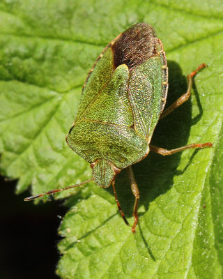 Palomena prasina (Linnaeus, 1761)