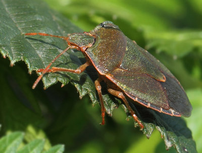 Palomena prasina (Linnaeus, 1761)