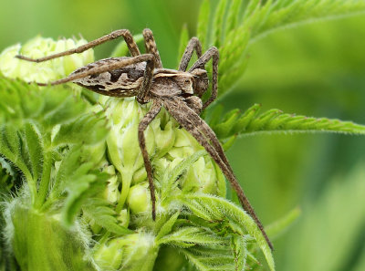 Pisaura mirabilis (Clerck, 1757)