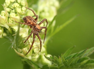 Philodromus-spec