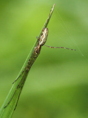 Tetragnatha montana / T.extensa