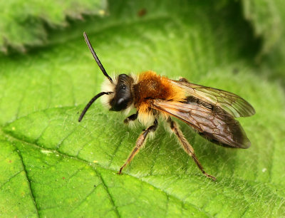 Andrena nitida (Müller,1776)