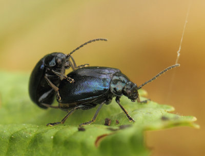 Agelastica alni (Linnaeus, 1758)