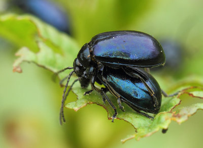Agelastica alni (Linnaeus, 1758)