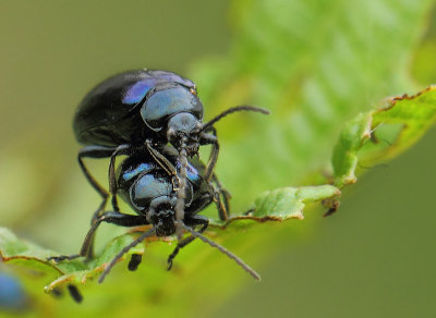 Agelastica alni (Linnaeus, 1758)