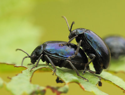 Agelastica alni (Linnaeus, 1758)