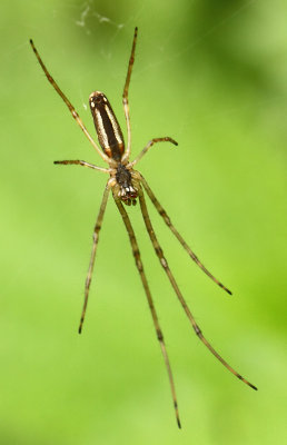 Tetragnatha-spec