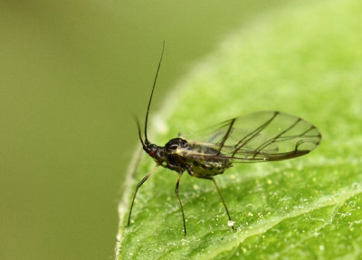Uroleucon jaceae (Linnaeus, 1758)
