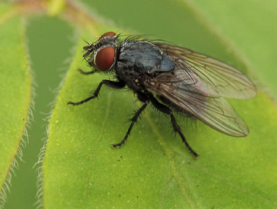 Muscidae-spec