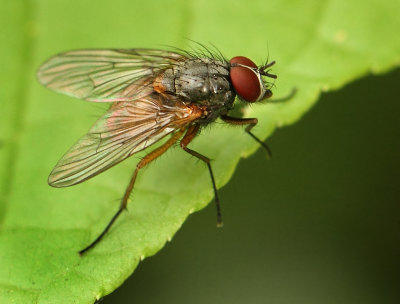 Phaonia rufiventris (Scopoli, 1763)
