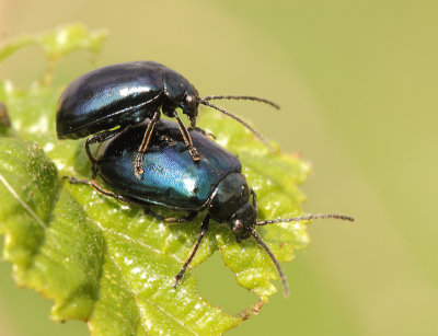 Agelastica alni (Linnaeus, 1758)