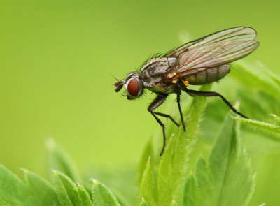 Anthomyiidae-spec