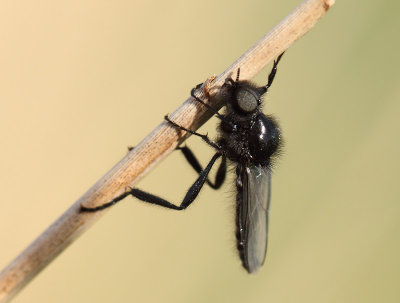 Bibionidae (Zwarte Vliegen)