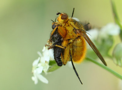 Scathophaga stercoraria (Linnaeus, 1758)