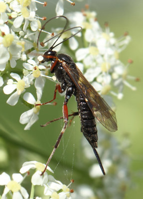 Ichneumonidae-spec