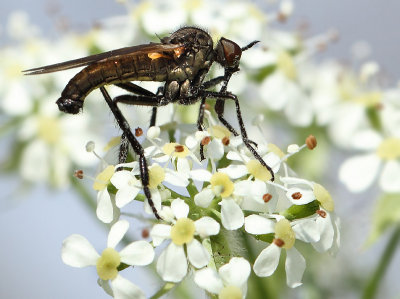 Rhamphomyia-spec