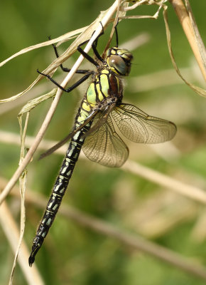 Brachytron pratense (Müller, 1764)