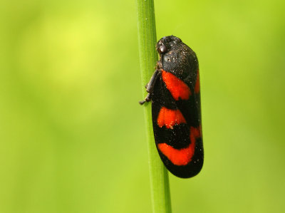 Cercopis vulnerata (Rossi, 1807)