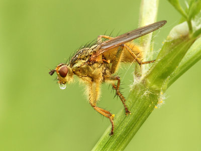 Scathophaga stercoraria (Linnaeus, 1758)