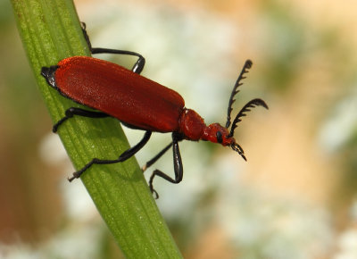 Pyrochroa serraticornis (Scopoli, 1763)