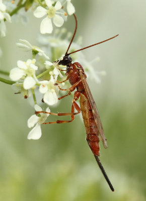 Ichneumonidae-spec
