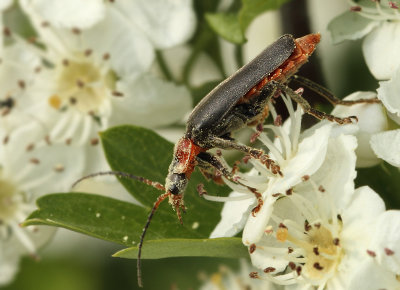 Cantharis fusca (Linnaeus, 1758)