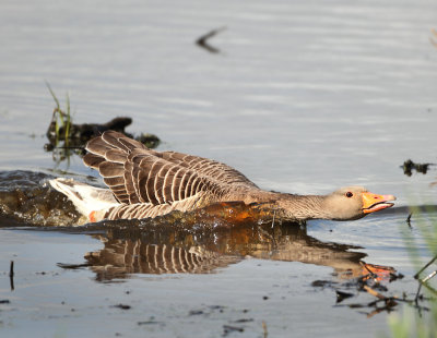 Greylag Goose - Anser anser (Grauwe Gans)