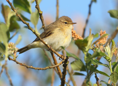 Northern Chiffchaff - Phylloscopus collybita (Tjiftjaf)