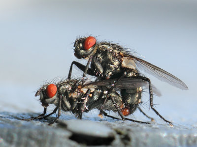 Tachinidae-spec