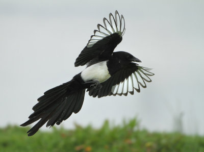 Crows and Jays - Corvidae (Kraaien, Eksters en Gaaien)