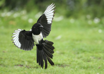 Eurasian Magpie - Pica pica (Ekster)