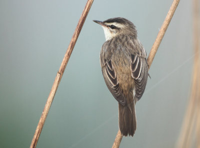 Sedge Warbler - Acrocephalus schoenobaenus (Rietzanger)