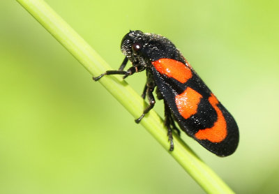 Cercopis vulnerata (Rossi, 1807)