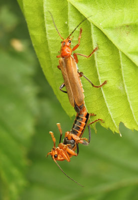 Cantharis livida (Linnaeus, 1758)